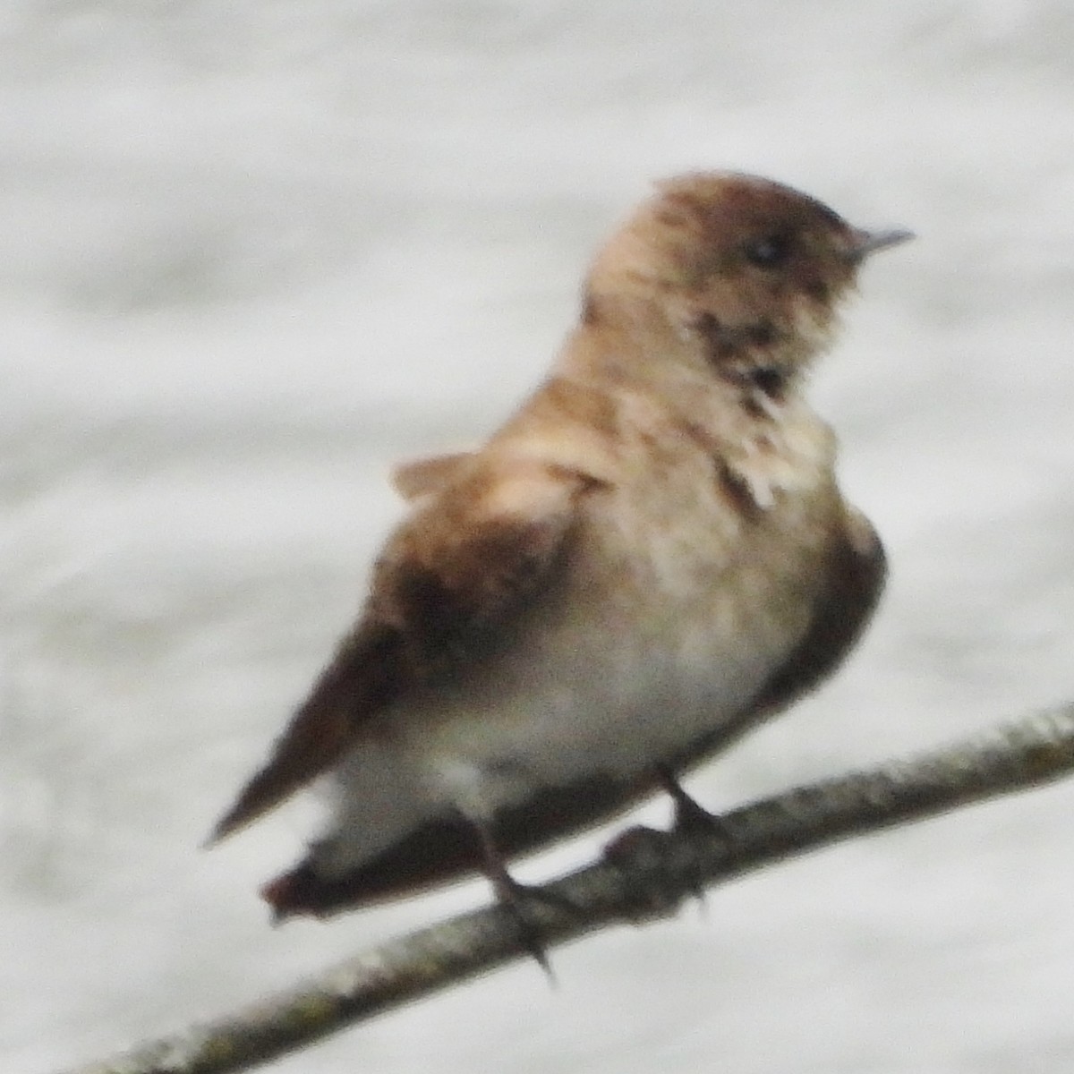 Northern Rough-winged Swallow - ML619300531