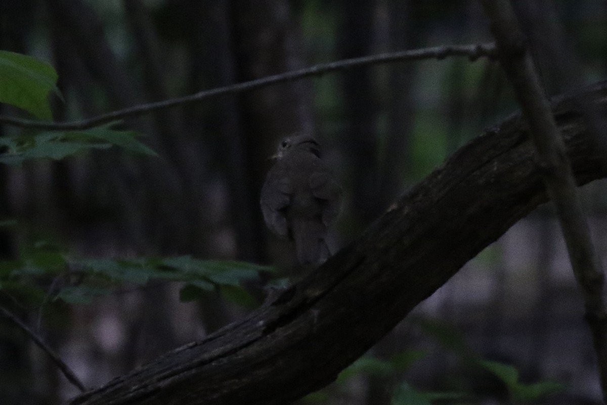 Bicknell's Thrush - Pranav Kumar