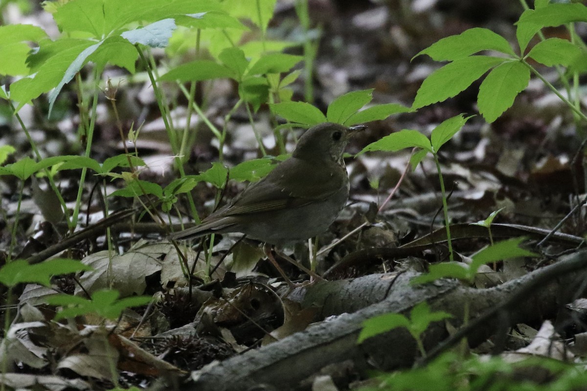 Bicknell's Thrush - Pranav Kumar