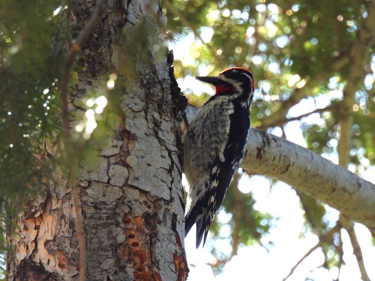 Red-naped Sapsucker - Tyler Stewart