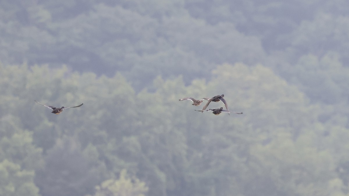 Wood Duck - Anonymous