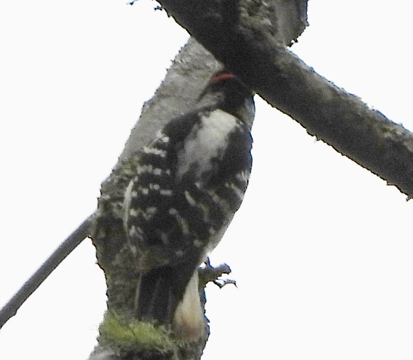 Hairy Woodpecker - ML619300597