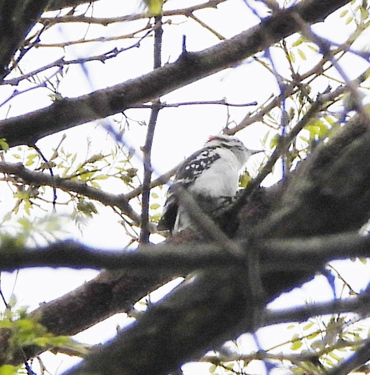 Downy Woodpecker - ML619300608