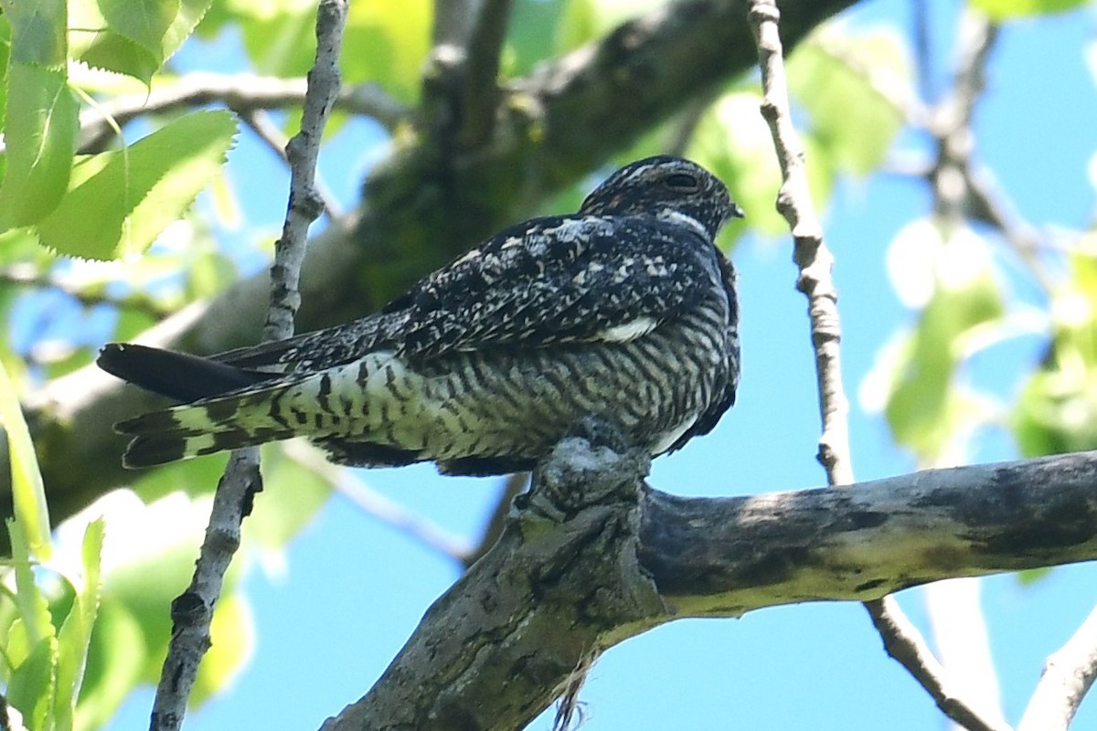 Common Nighthawk - Terri Kershaw