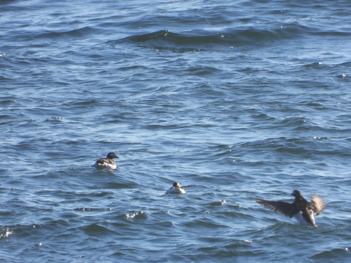 Long-tailed Duck - ML619300633