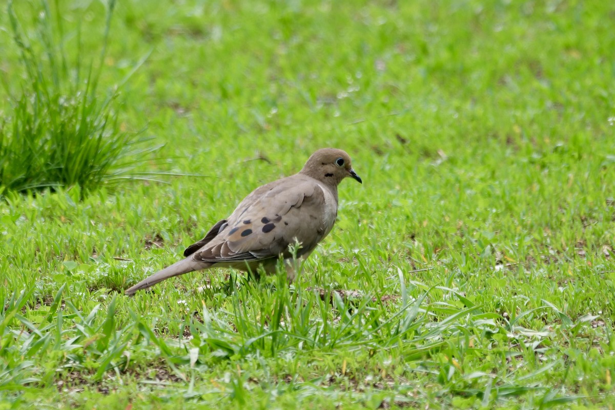 Mourning Dove - ML619300638