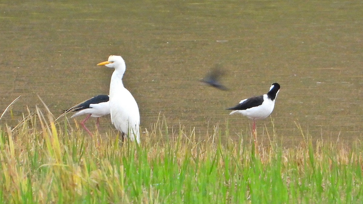 Black-necked Stilt (White-backed) - Miguel Angelo Biz