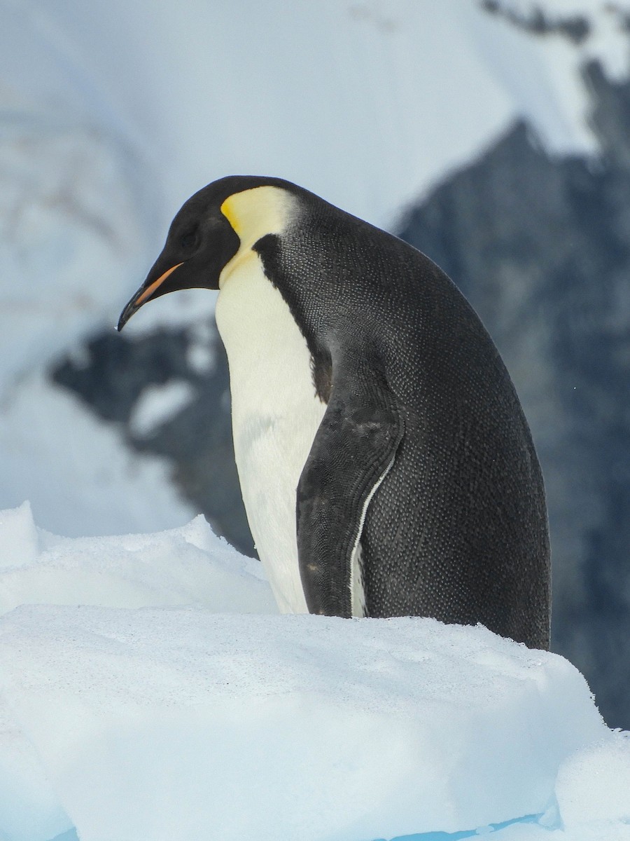 Emperor Penguin - ML619300644