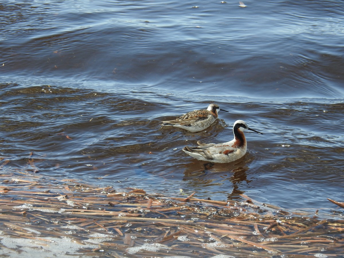 Phalarope de Wilson - ML619300647