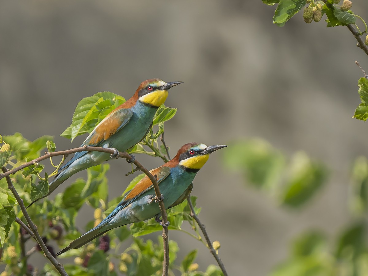 European Bee-eater - Dejan Sklopic