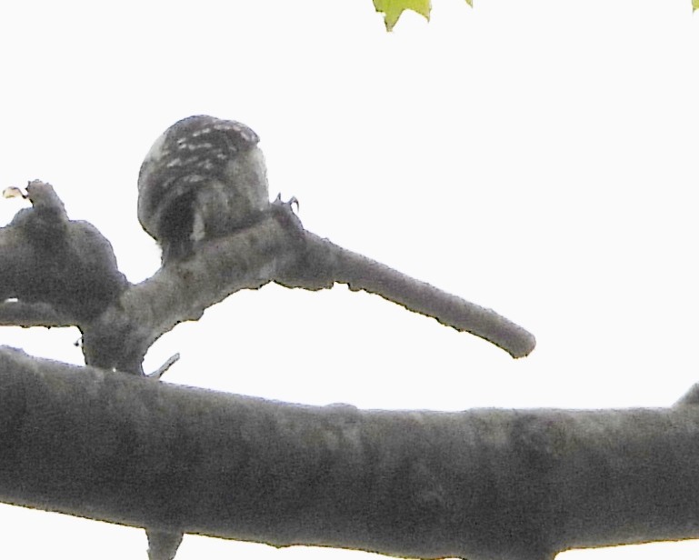 Downy Woodpecker - ML619300654