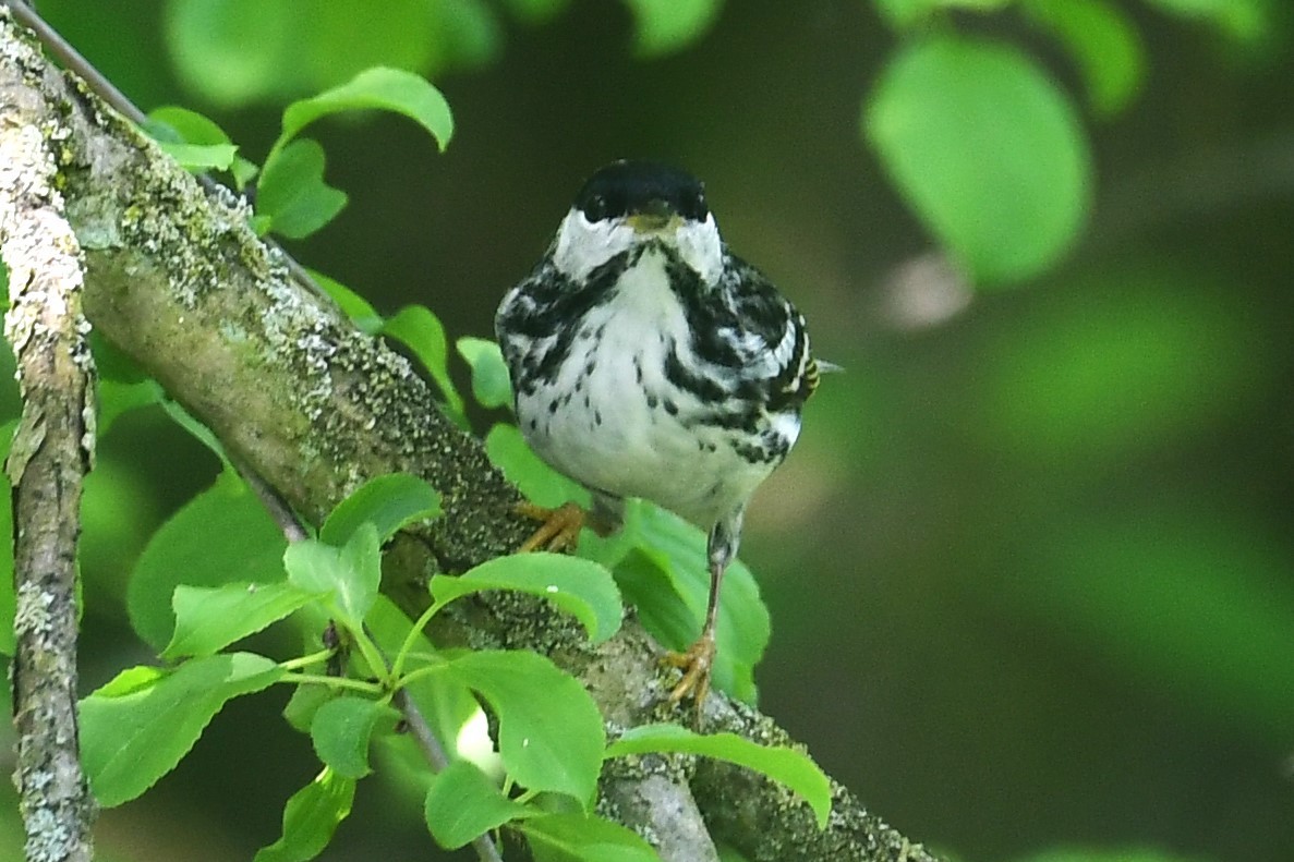 Blackpoll Warbler - ML619300659