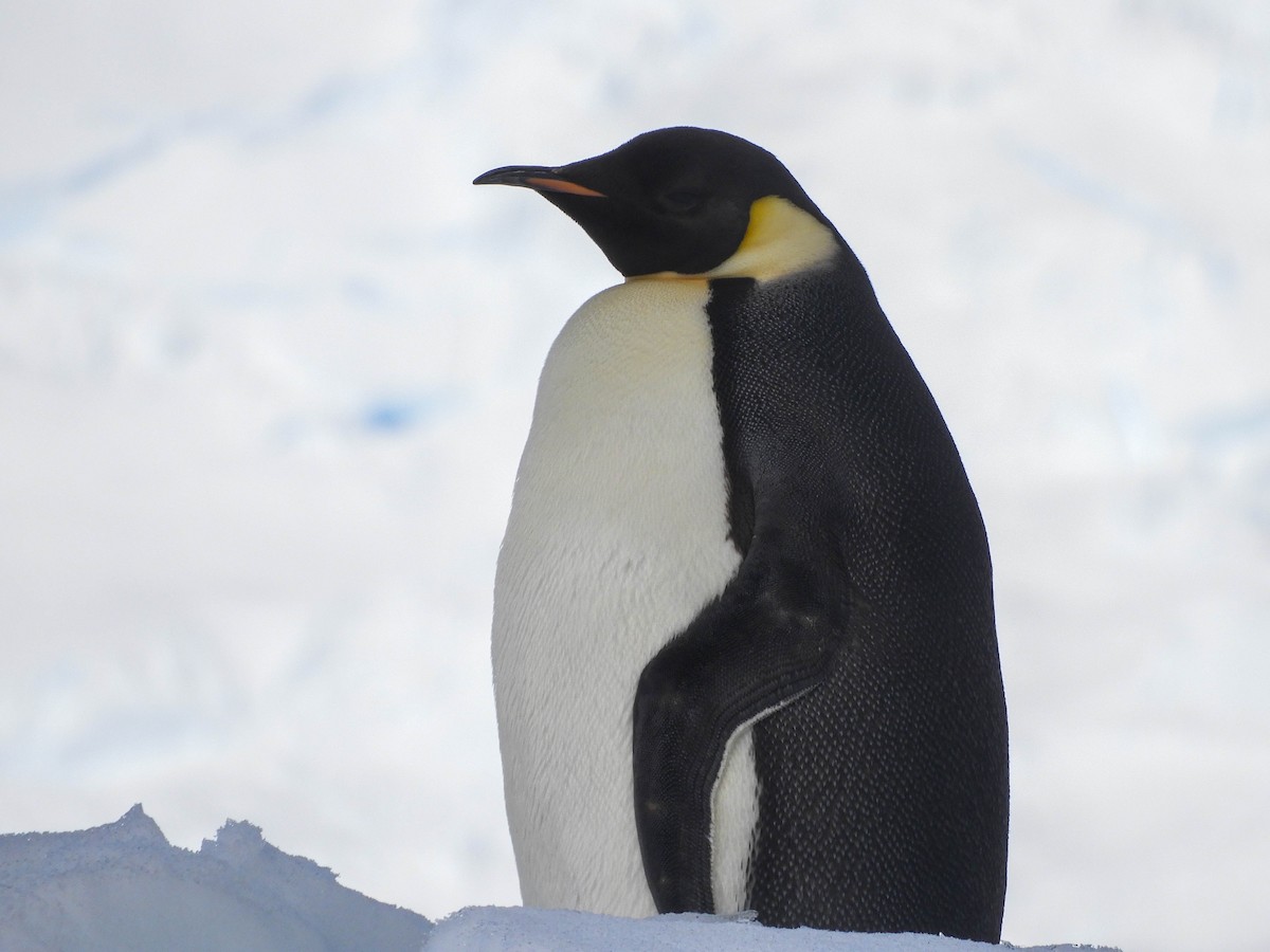 Emperor Penguin - ML619300660