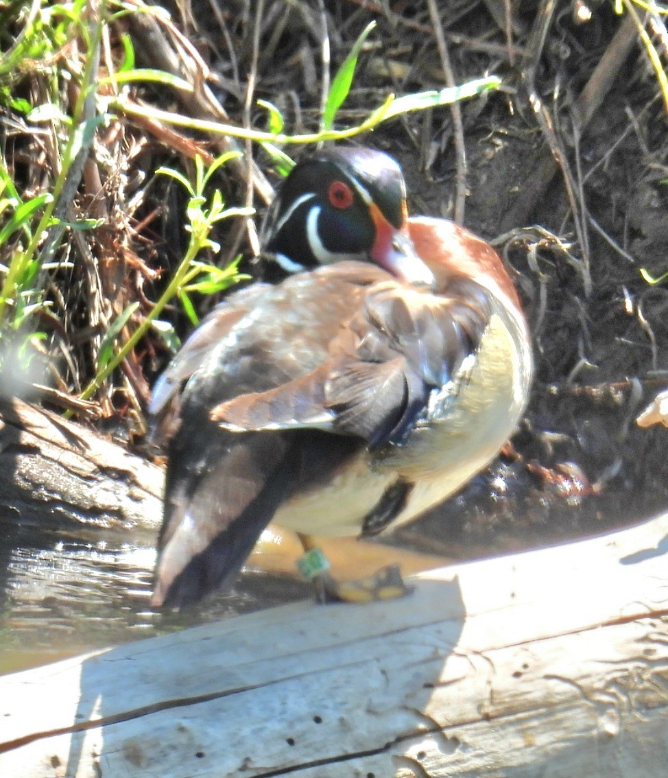 Wood Duck - ML619300664