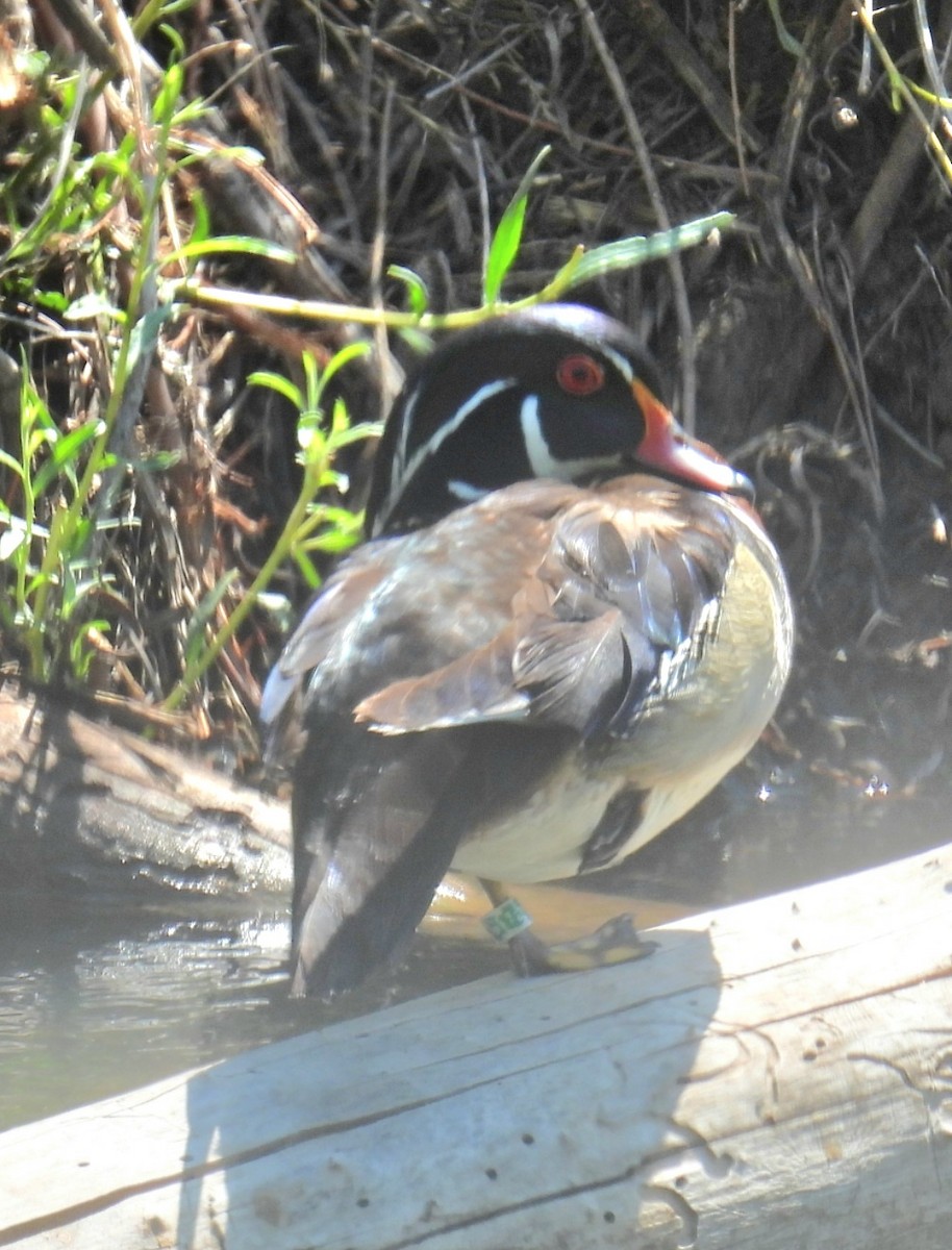 Wood Duck - Billy Medley