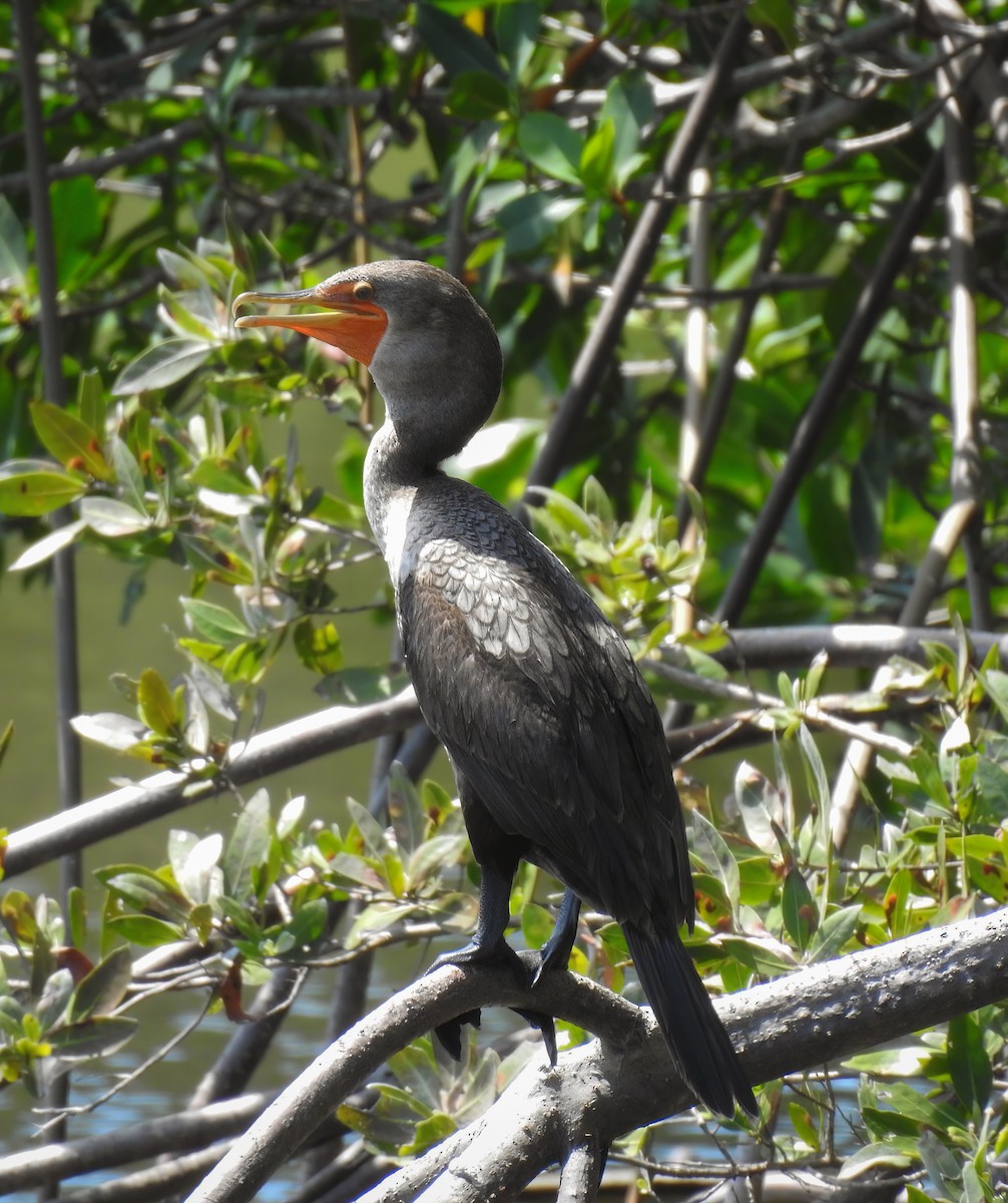 Cormoran à aigrettes - ML619300669