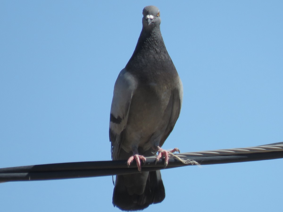 Rock Pigeon (Feral Pigeon) - ML619300672