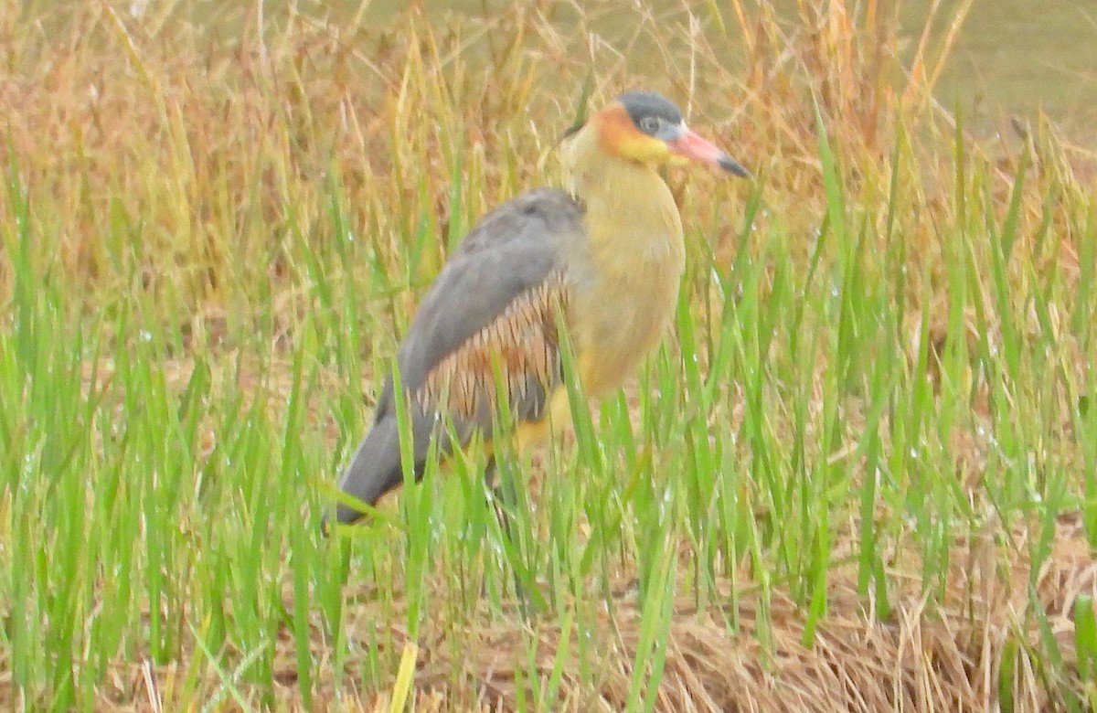 Whistling Heron - Miguel Angelo Biz