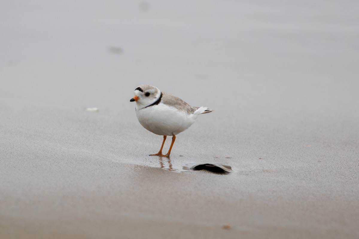 Piping Plover - ML619300710