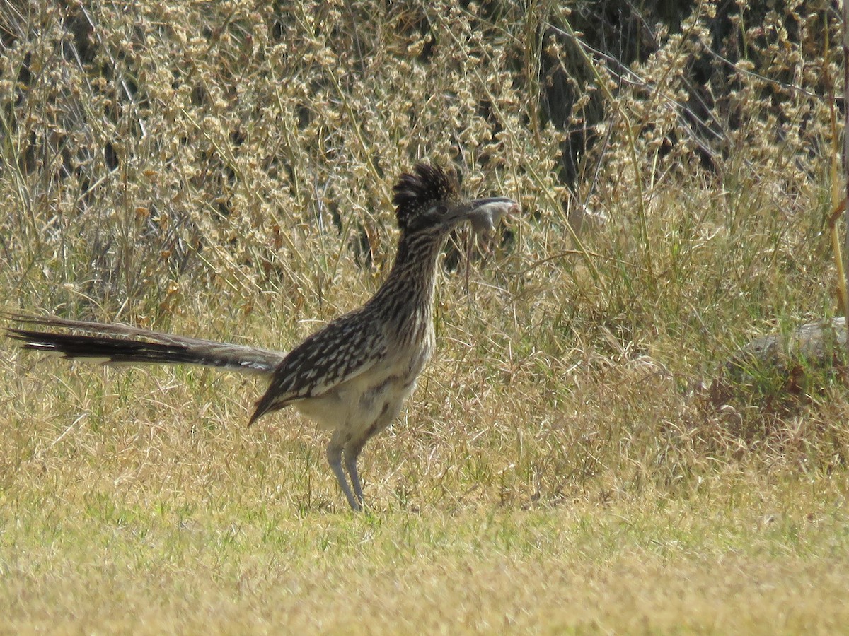 Greater Roadrunner - Anonymous