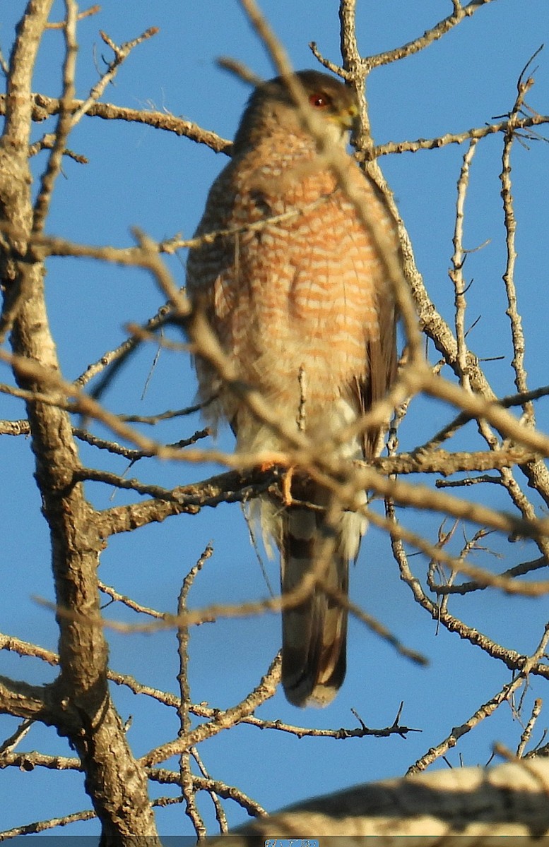 Cooper's Hawk - ML619300730