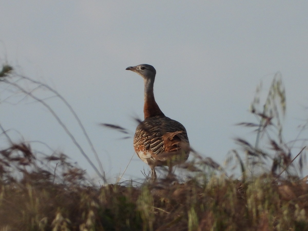 Great Bustard - ML619300739