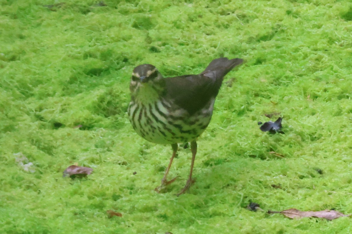 Northern Waterthrush - Andrew Dobson