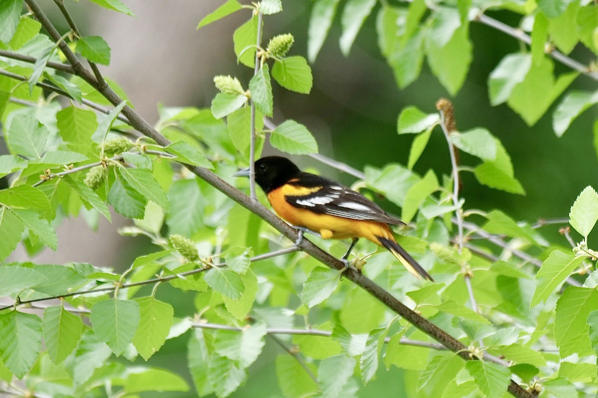 Baltimore Oriole - ML619300772