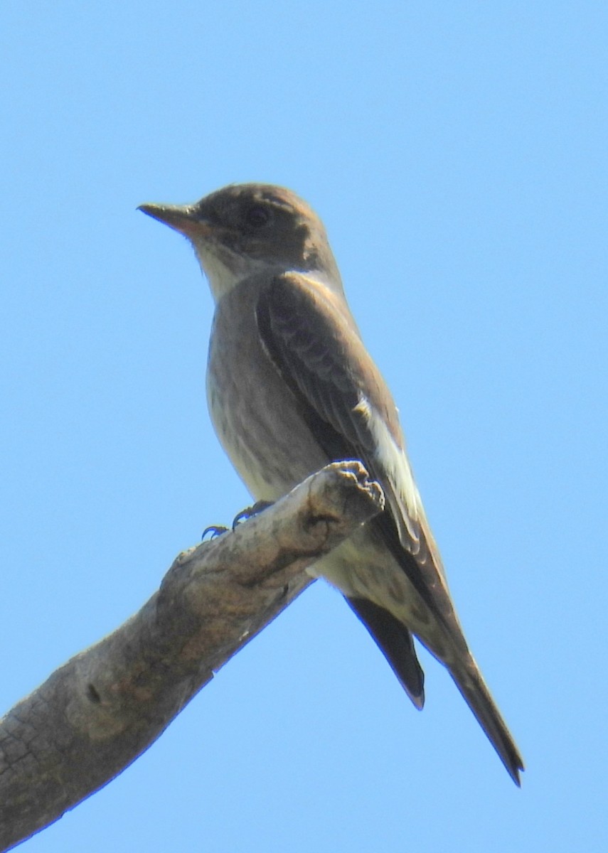 Olive-sided Flycatcher - ML619300773