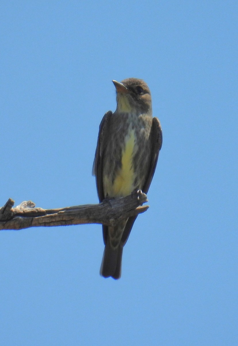 Olive-sided Flycatcher - ML619300774