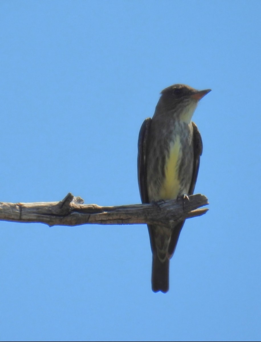 Olive-sided Flycatcher - ML619300775