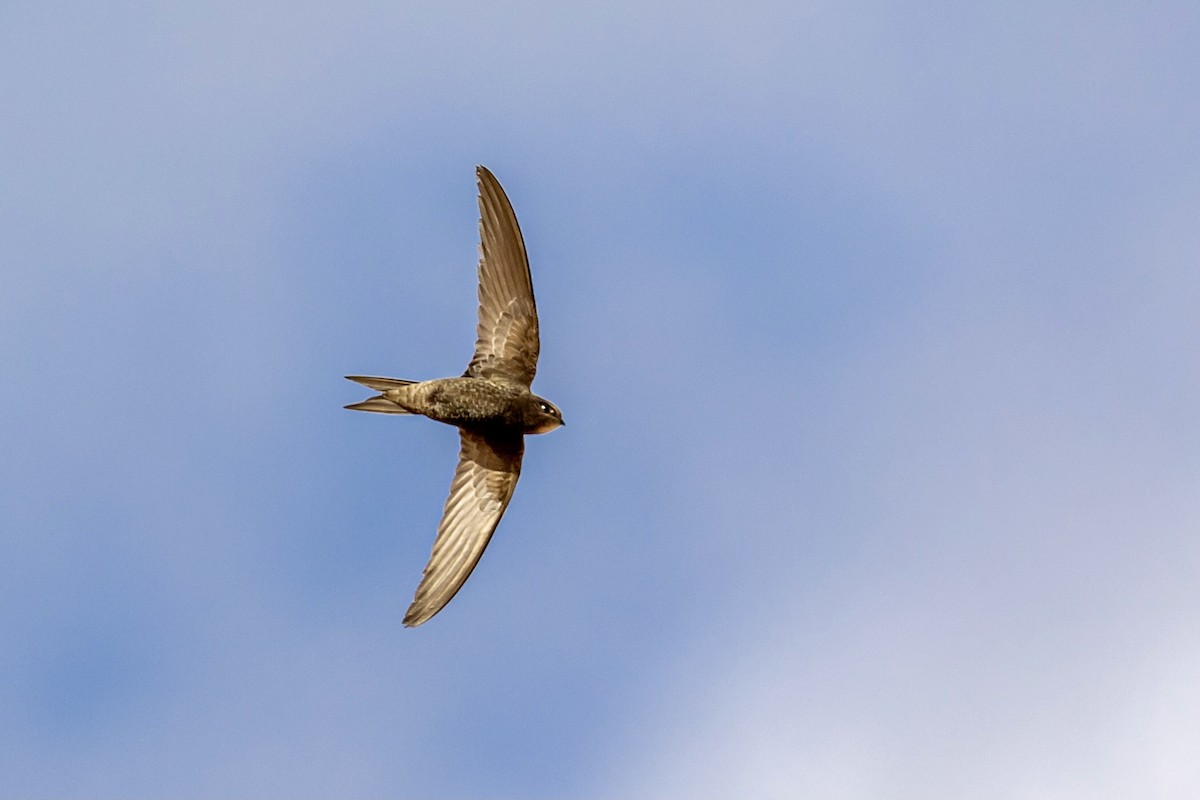 Common Swift - Antonio M Abella