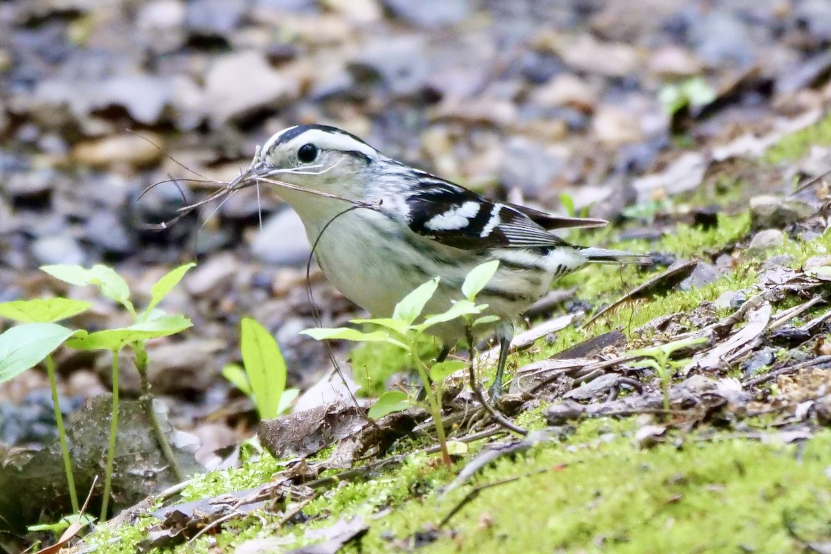 Black-and-white Warbler - ML619300788