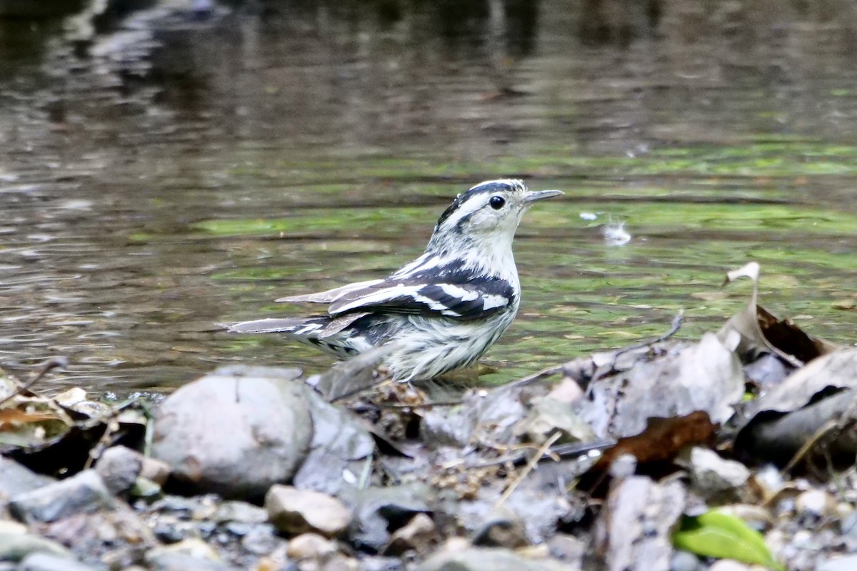 Black-and-white Warbler - ML619300789