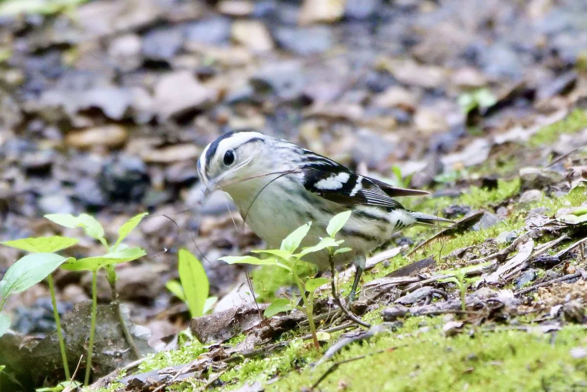 Black-and-white Warbler - ML619300790