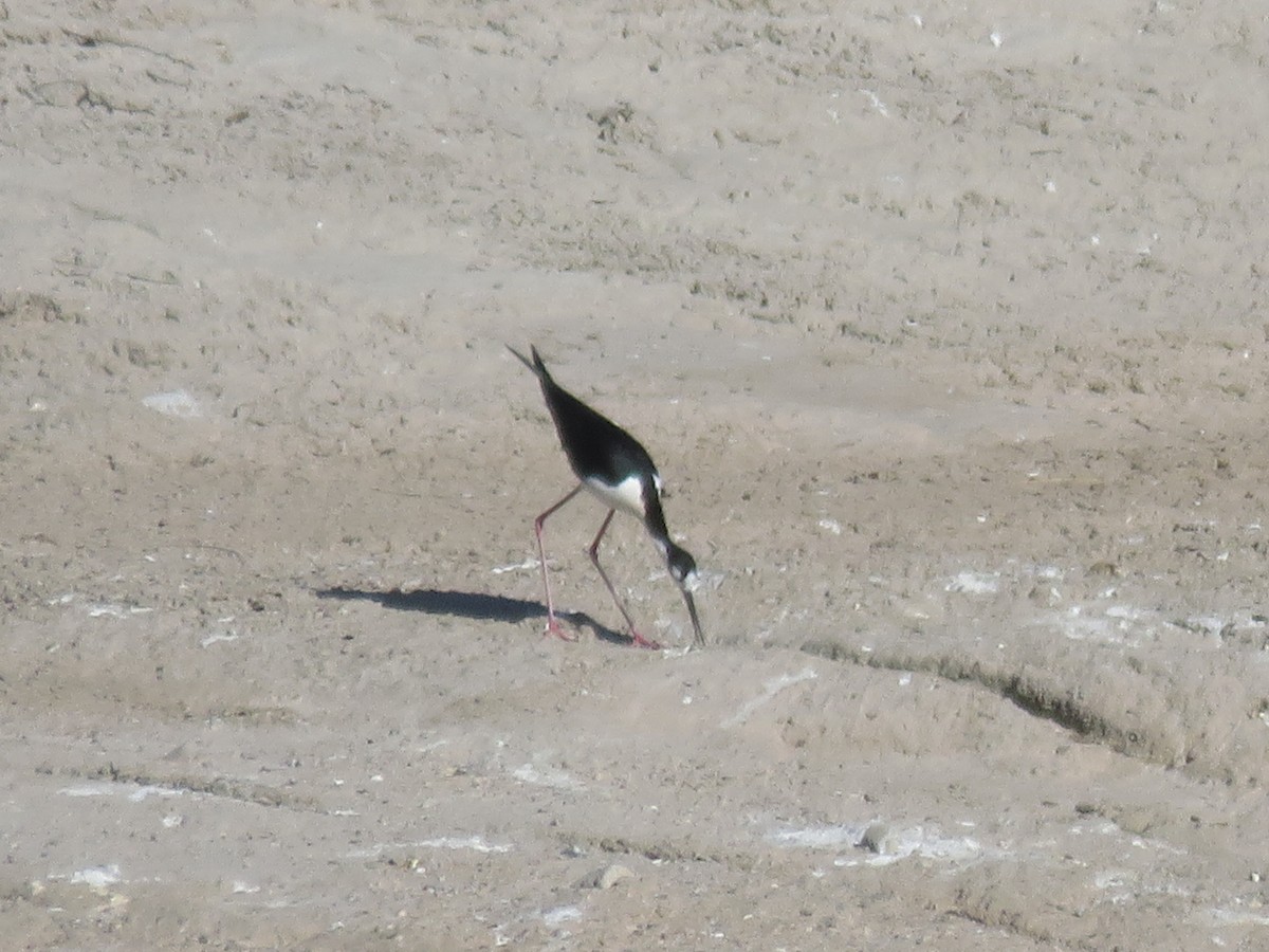 Black-necked Stilt - ML619300795