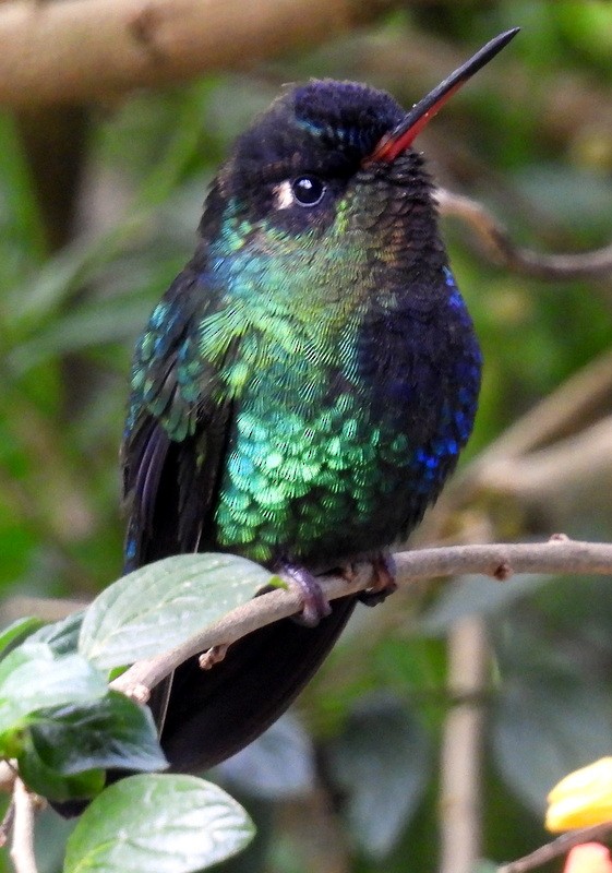 Fiery-throated Hummingbird - ML619300798