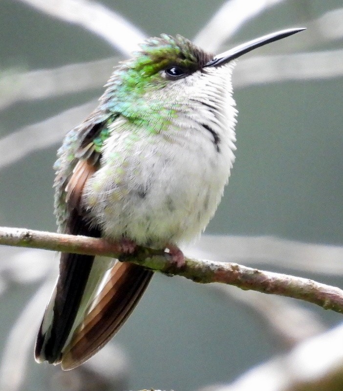 White-tailed Emerald - ML619300827