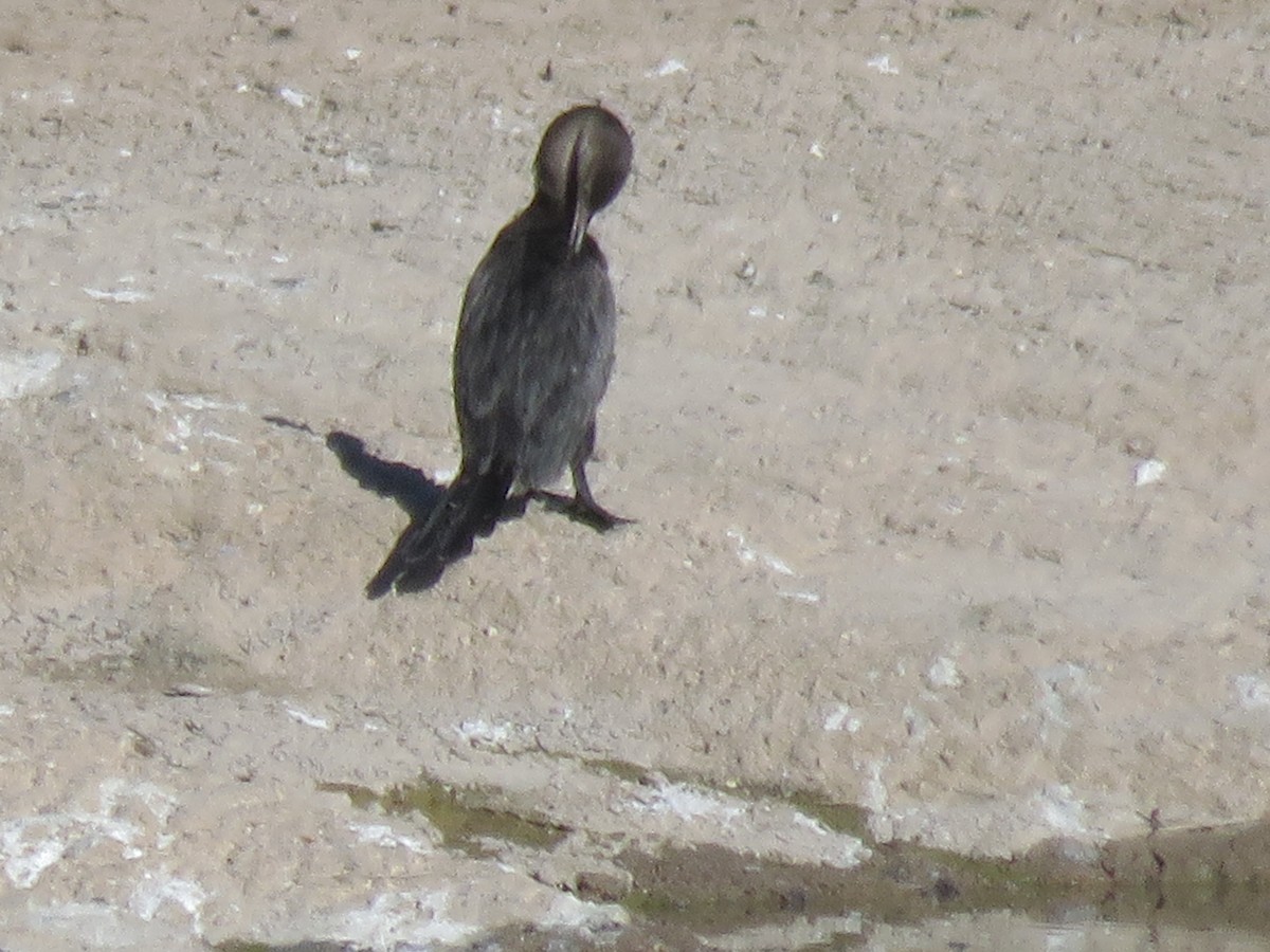 Neotropic Cormorant - ML619300844