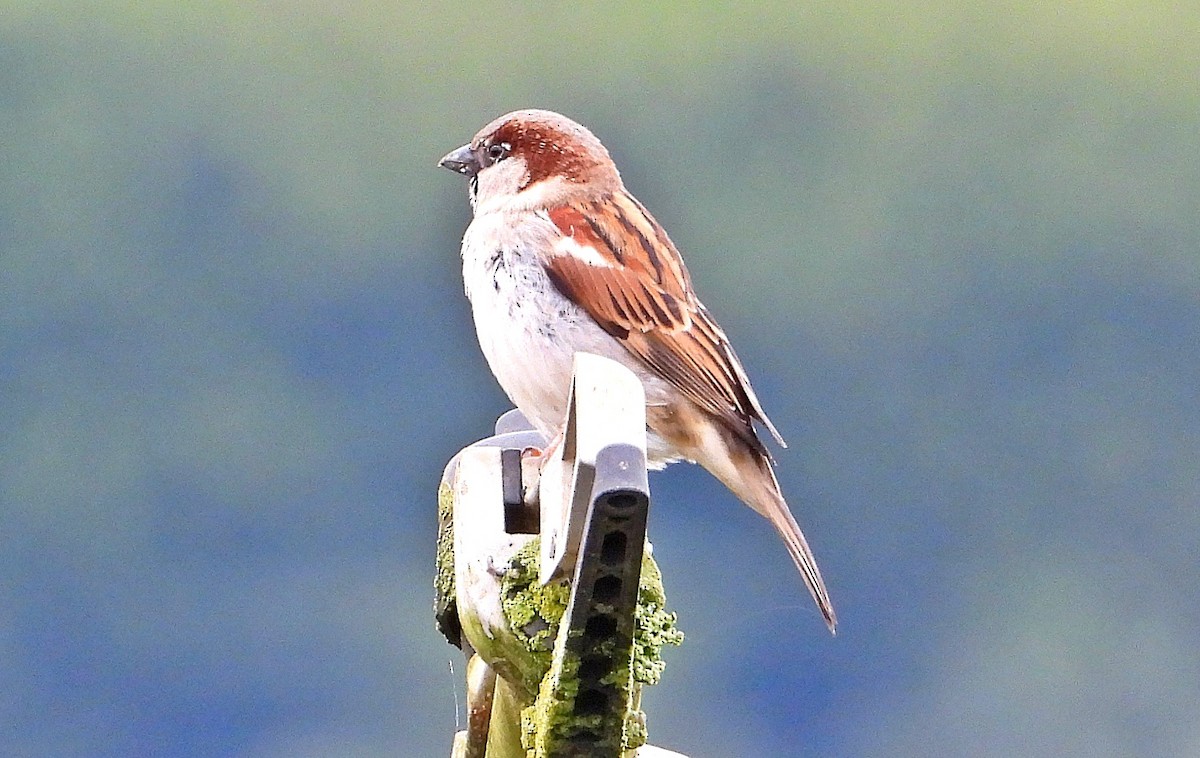 House Sparrow - Miguel Angelo Biz