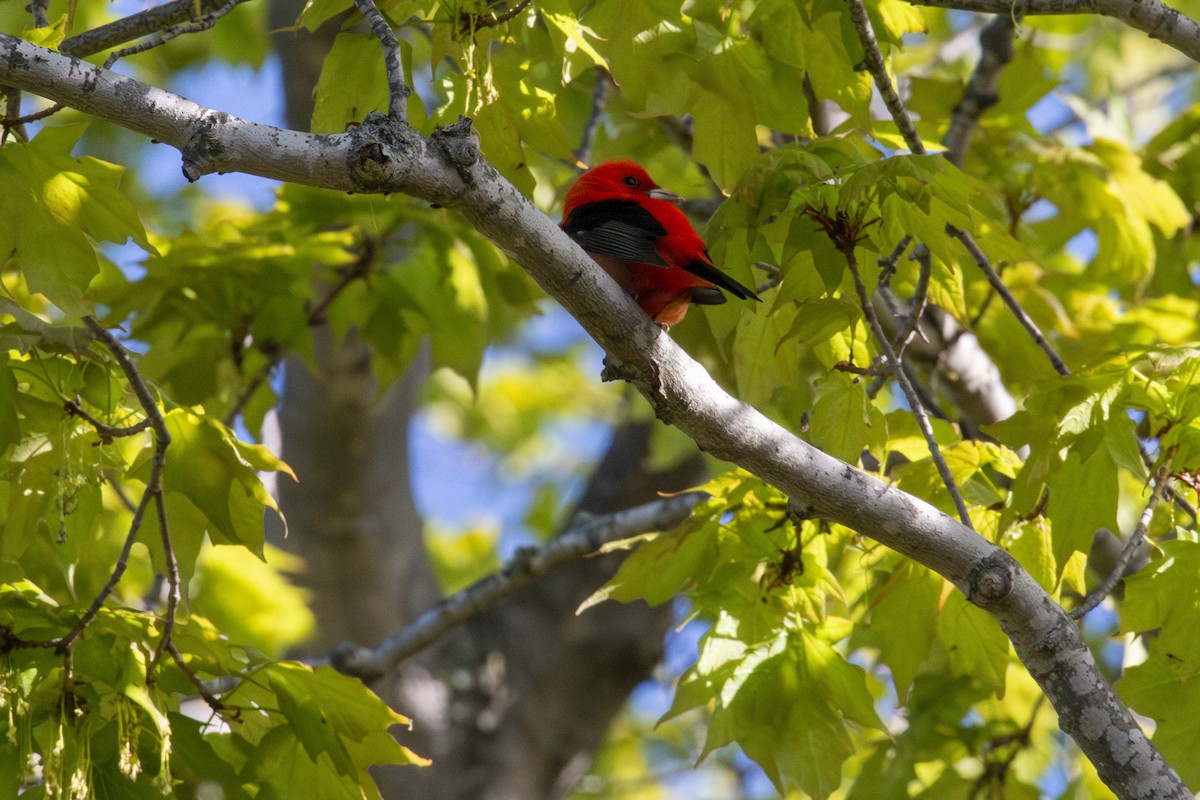 Scarlet Tanager - Tim Lamey