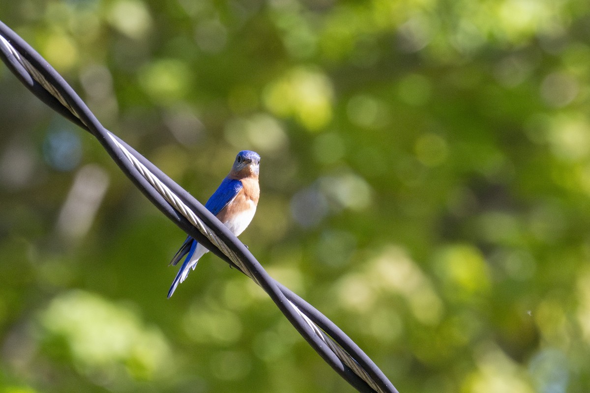 Eastern Bluebird - Tim Lamey