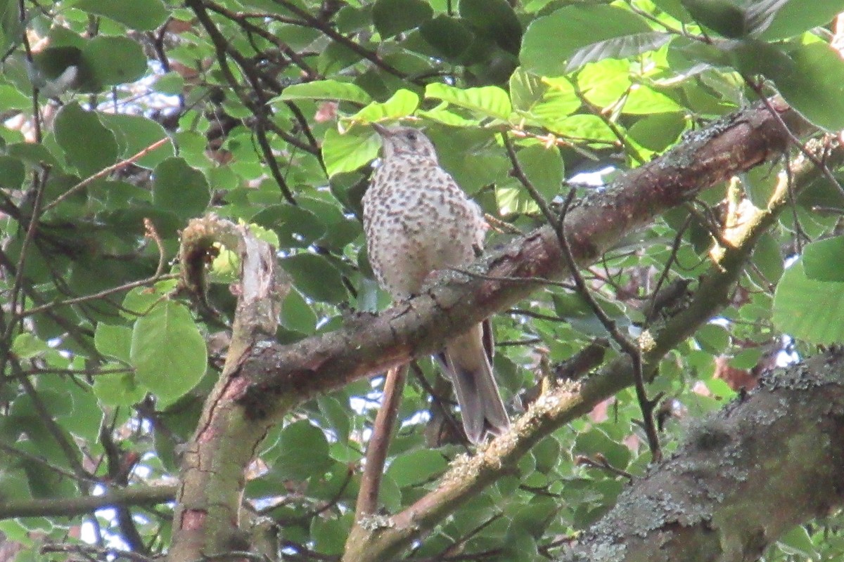 Mistle Thrush - Alex Press