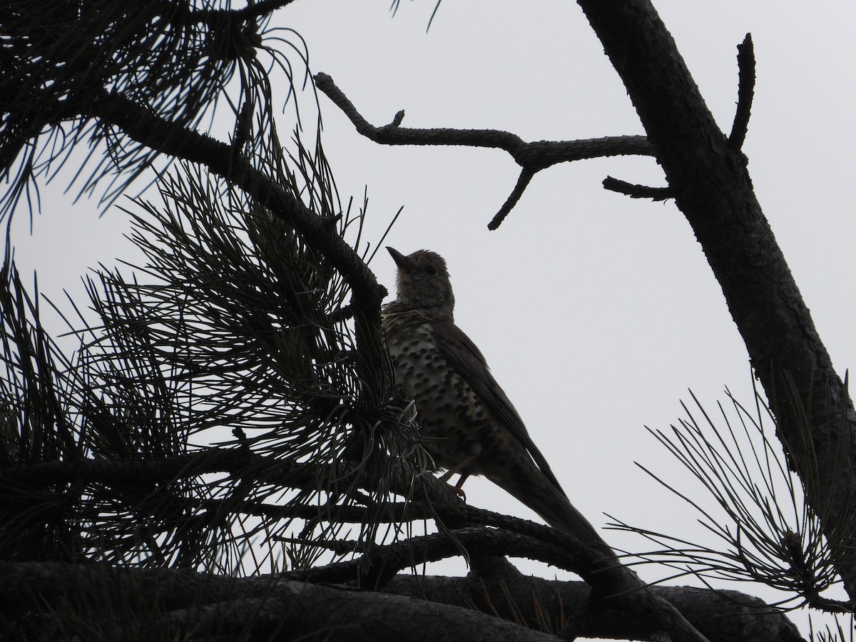 Mistle Thrush - Josip Turkalj