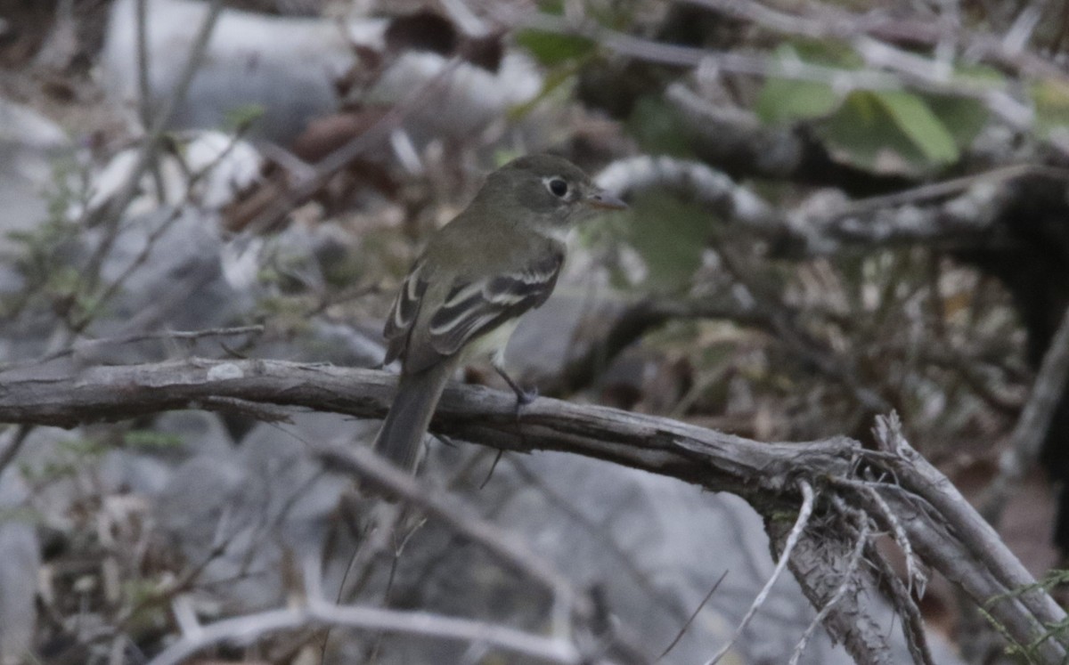 Least Flycatcher - FELIPE SAN MARTIN