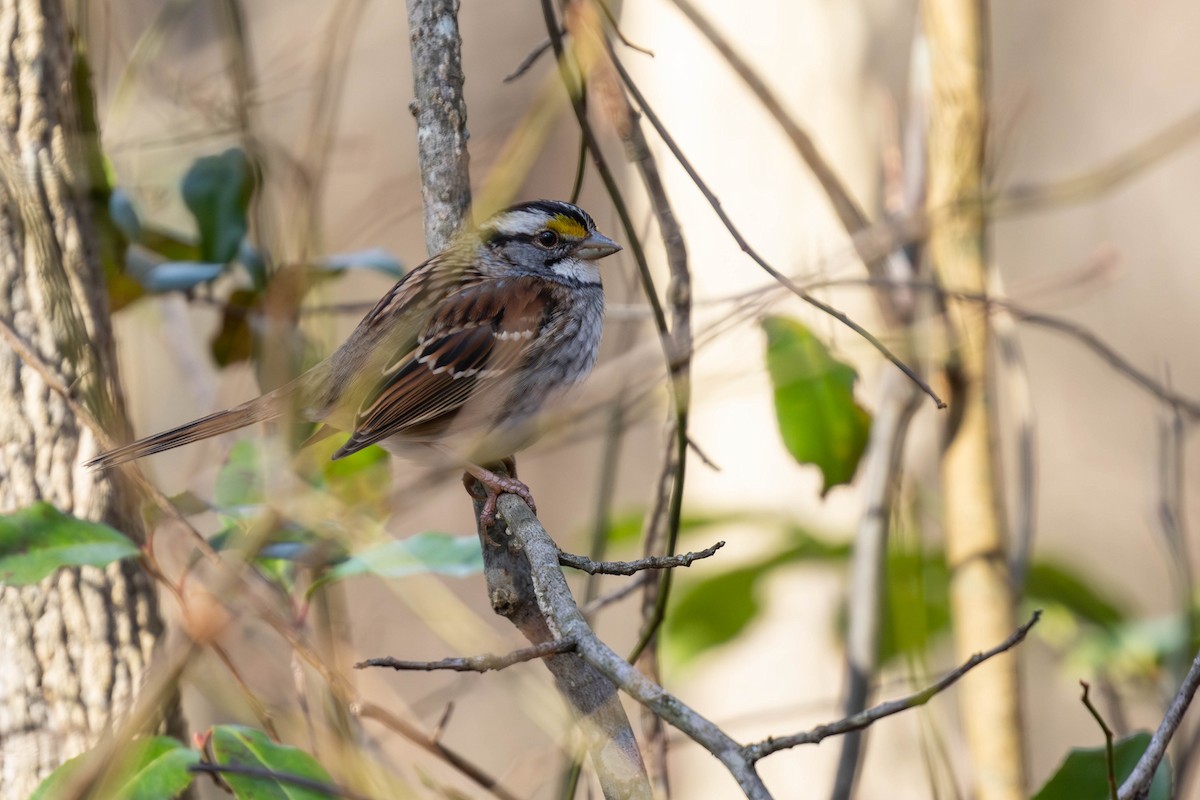 White-throated Sparrow - Doug Korver