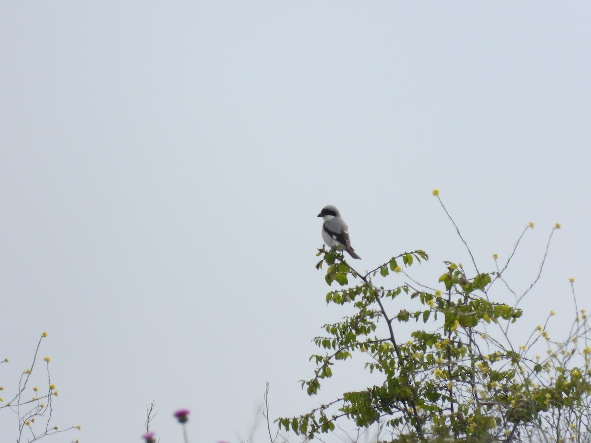 Lesser Gray Shrike - Josip Turkalj