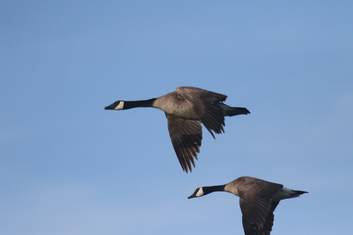 Canada Goose - ML619300921