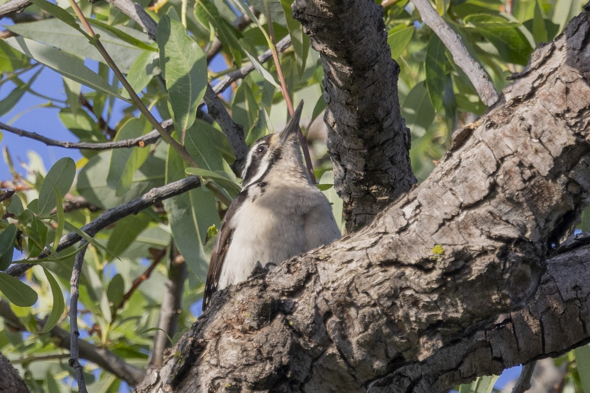 Hairy Woodpecker - Loni Ye