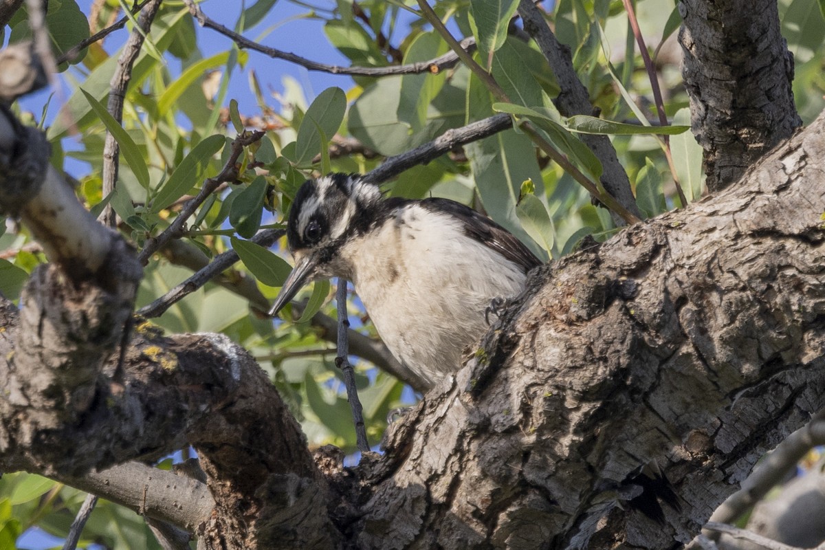 Hairy Woodpecker - Loni Ye